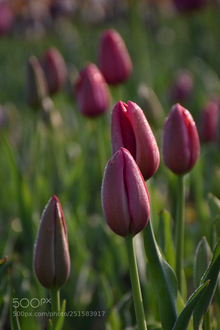 Nikon D5500 sample photo. Tulip5 photography