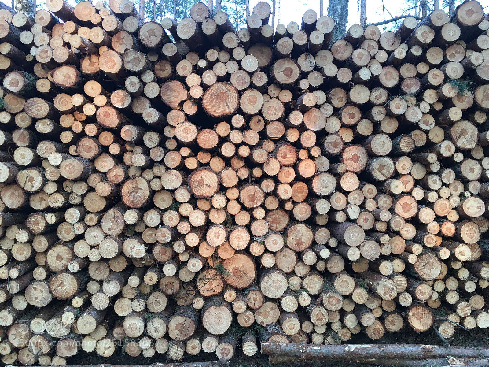 Apple iPhone 6s sample photo. Real wood walpaper photography