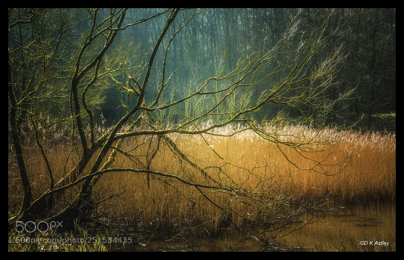 Nikon D300 sample photo. Tree by the reeds................ photography