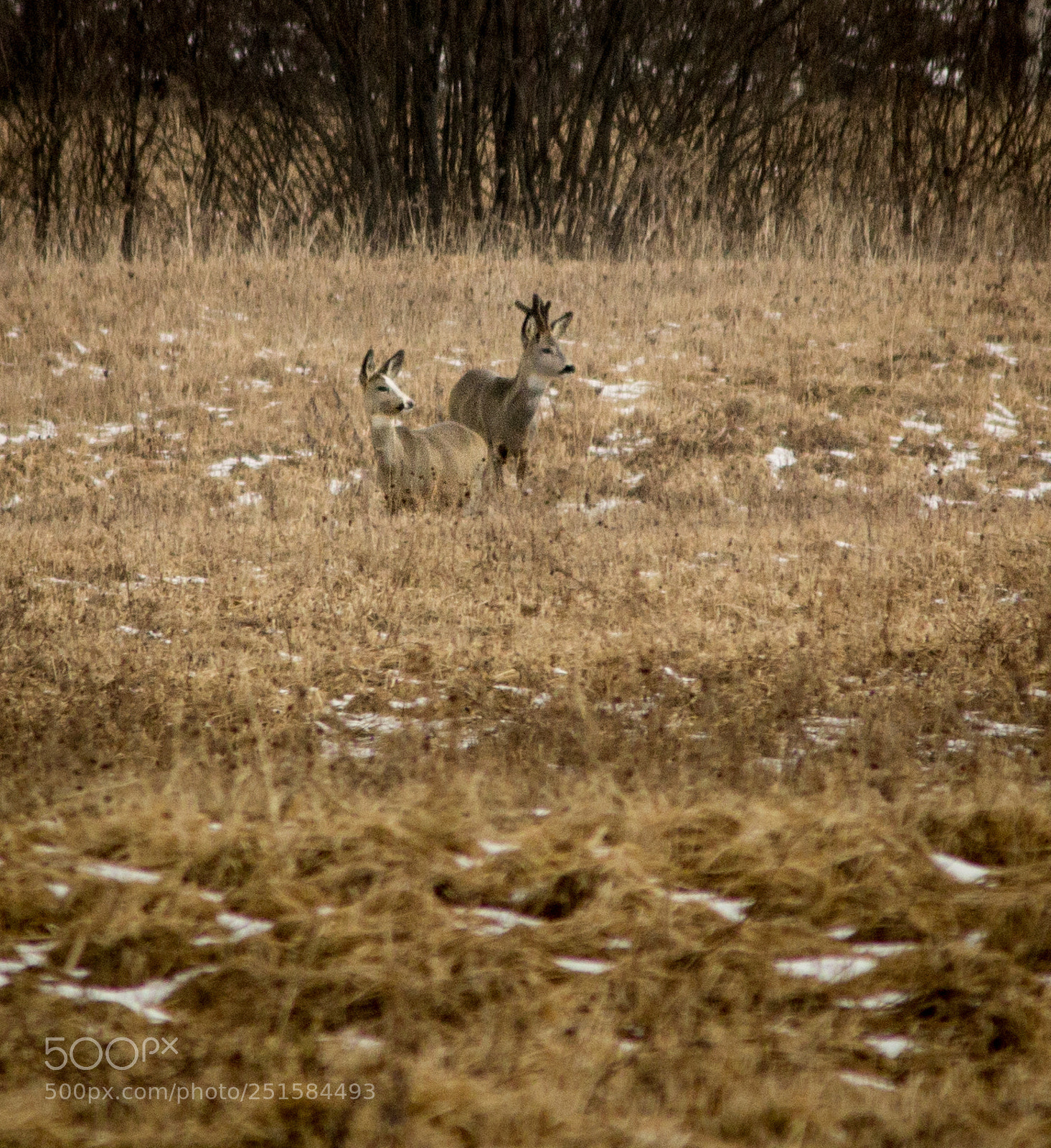 Canon EOS 600D (Rebel EOS T3i / EOS Kiss X5) sample photo. Roe deer couple photography