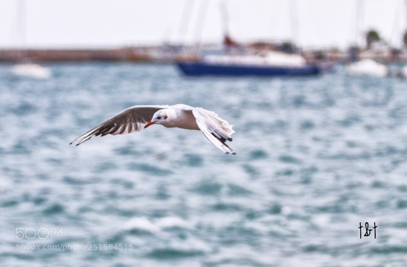 Canon EOS 7D sample photo. Untitled photography