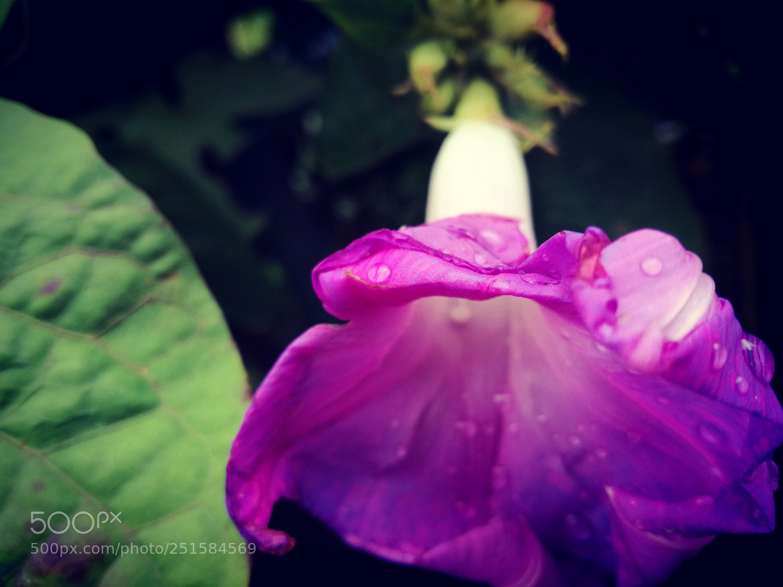 HUAWEI P9 LITE sample photo. Untitled photography