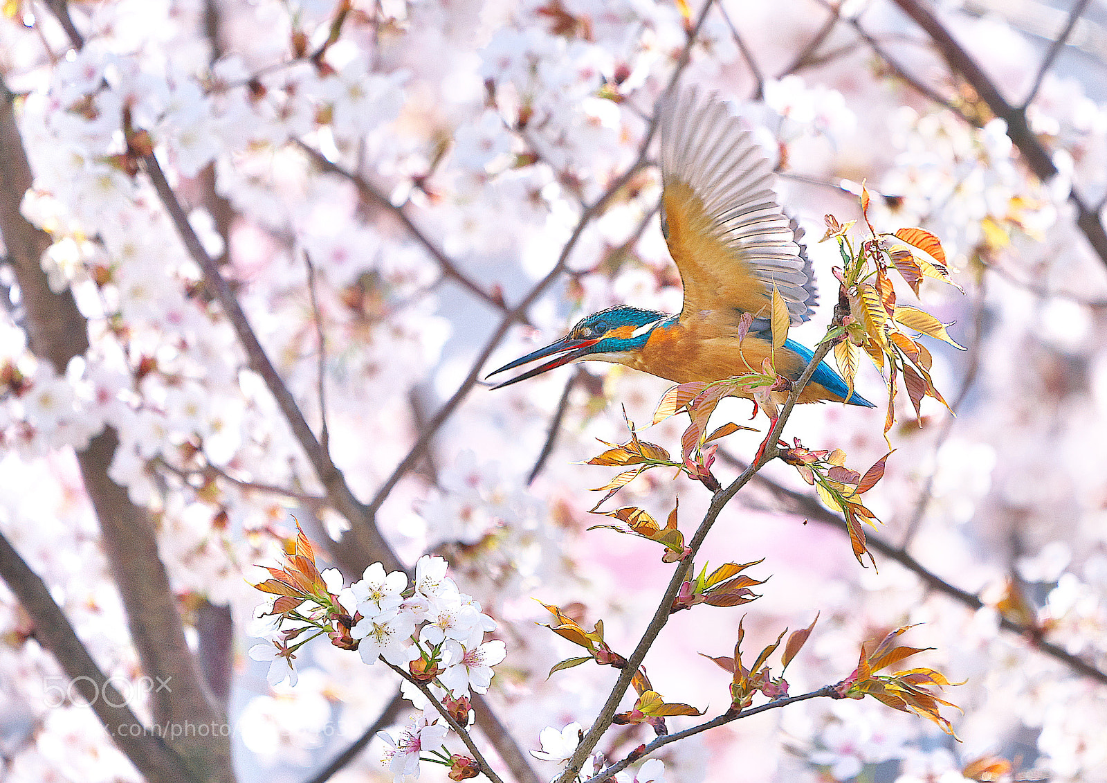 Sony a9 sample photo. 桜と翡翠 photography