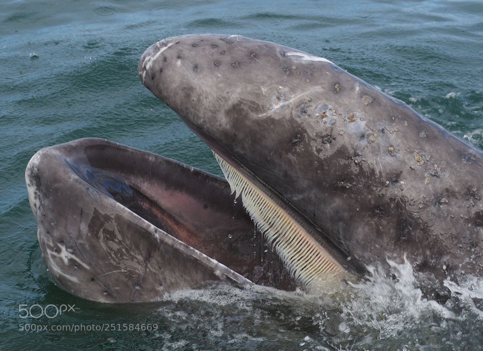 Olympus OM-D E-M5 II sample photo. Baby whale photography