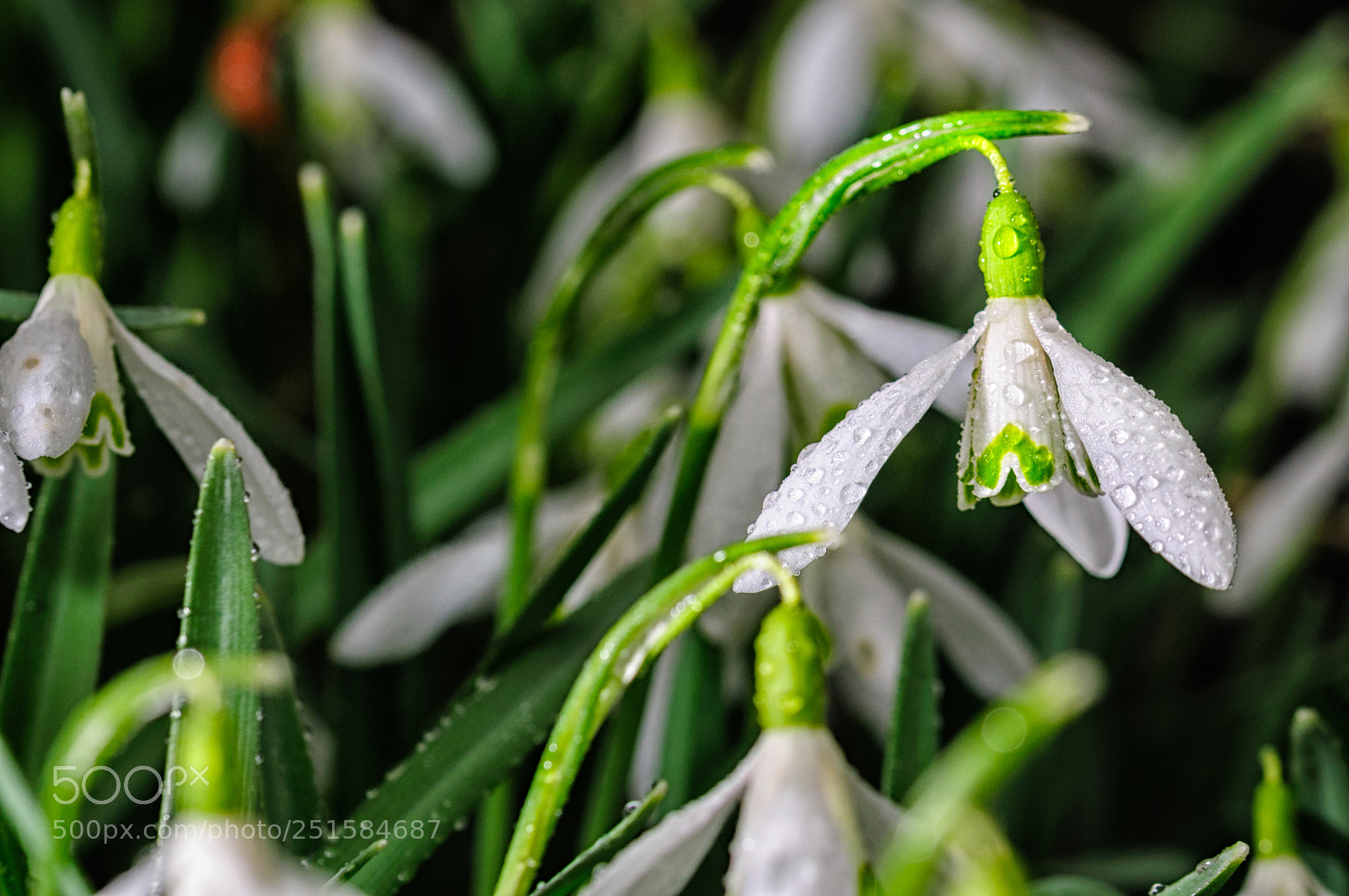 Nikon D300 sample photo. Spring is in the photography