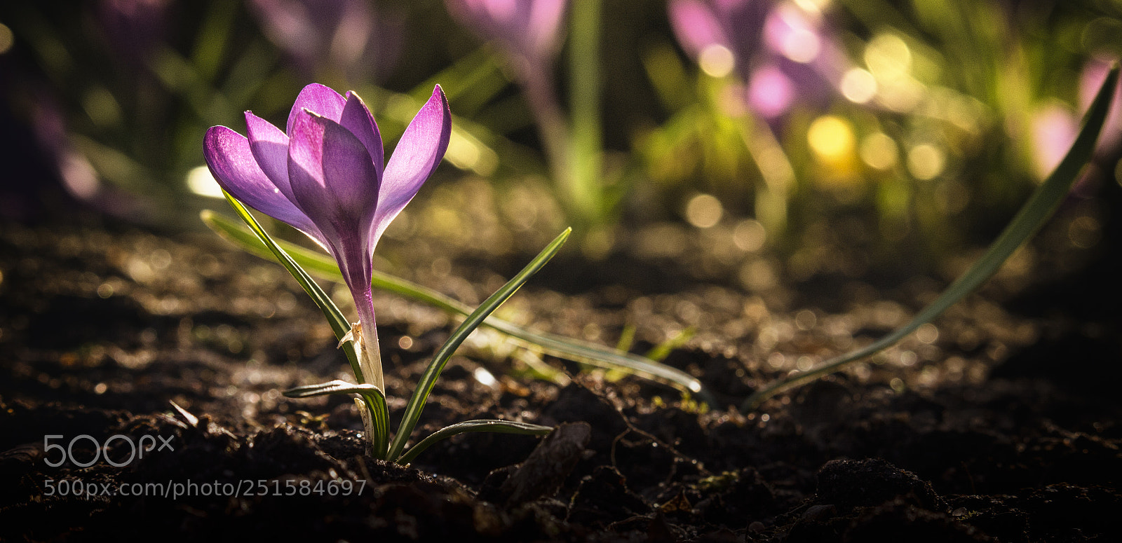Canon EOS 700D (EOS Rebel T5i / EOS Kiss X7i) sample photo. Krokus photography