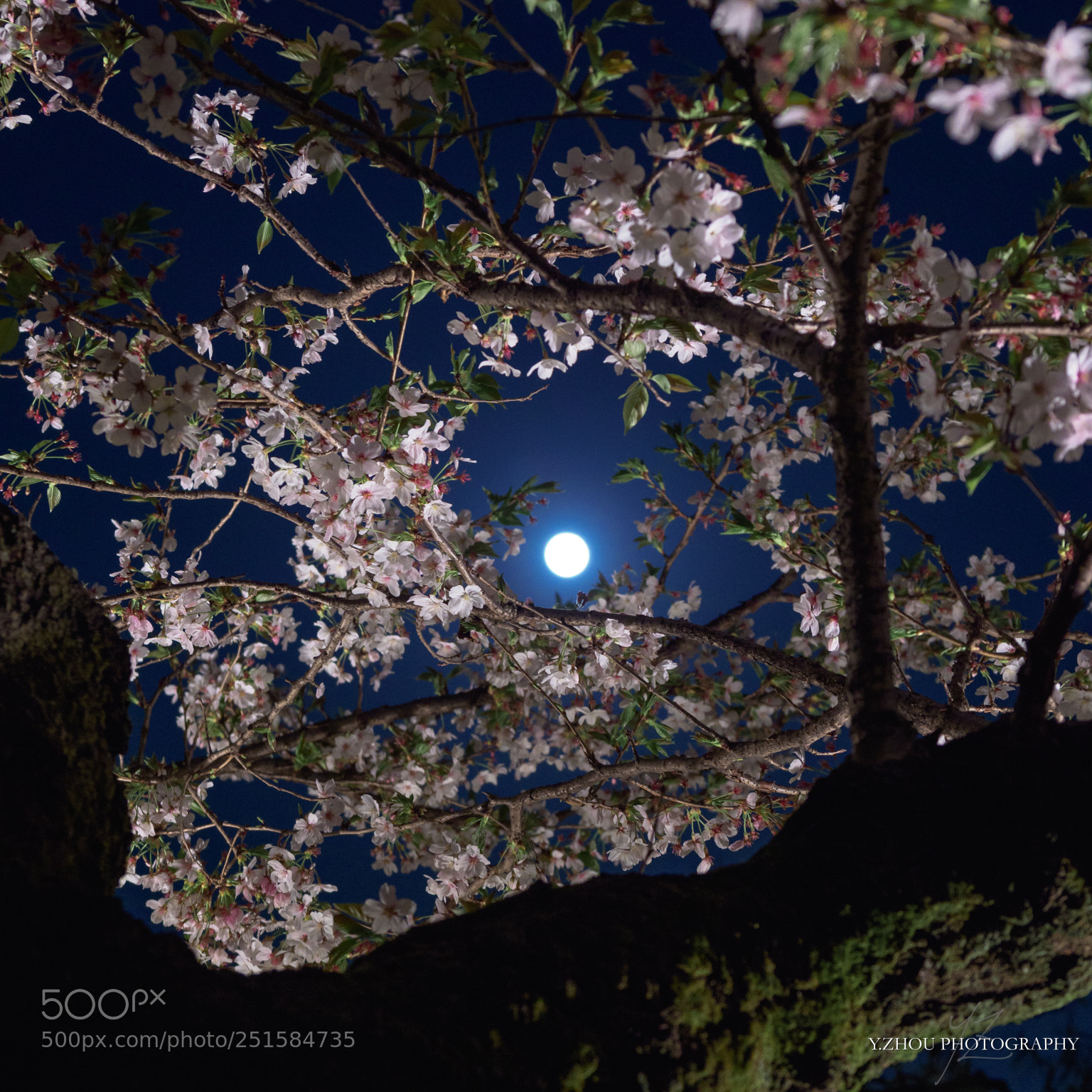 Olympus OM-D E-M1 Mark II sample photo. Moonlight photography