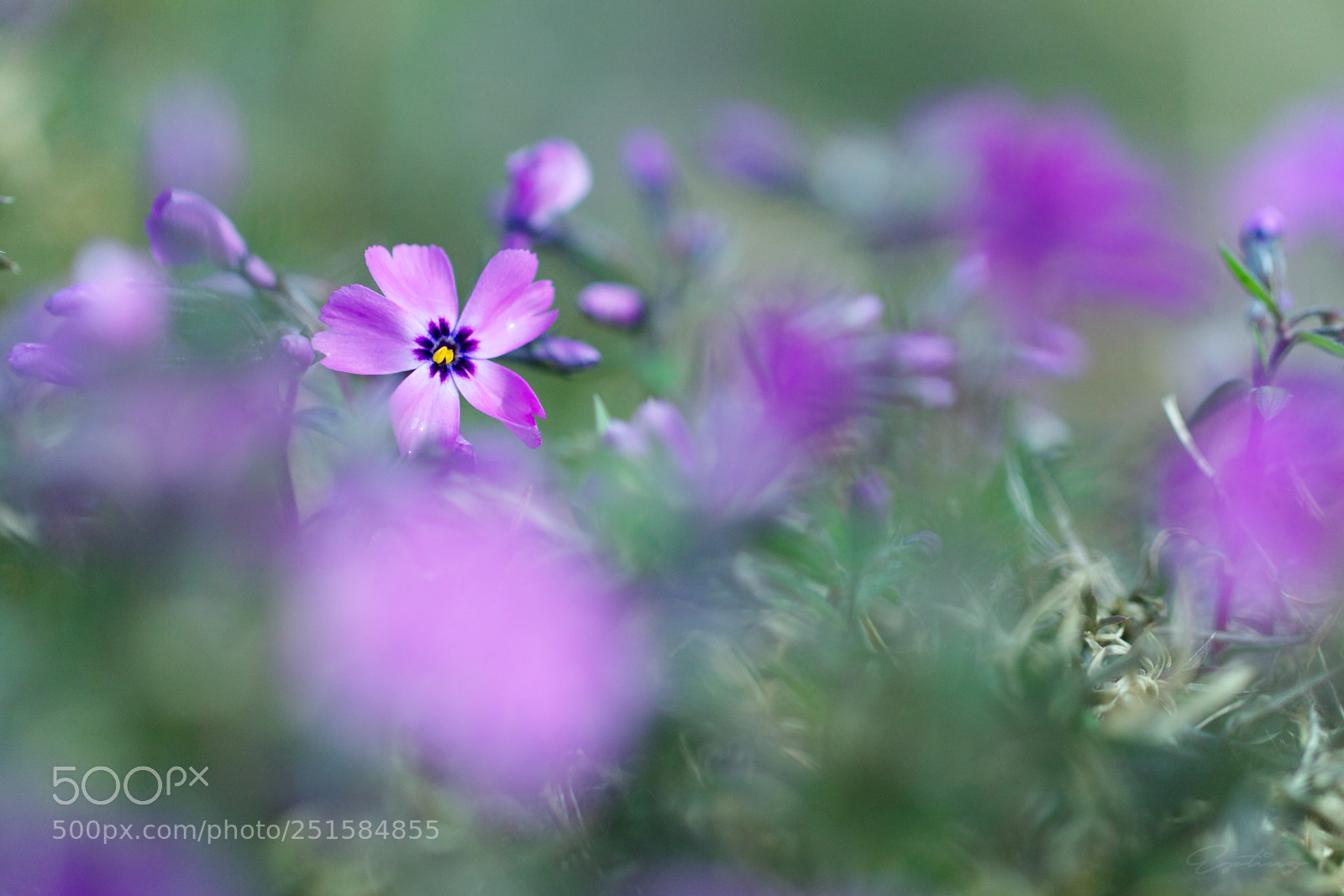 Canon EOS 70D sample photo. Flower ... photography