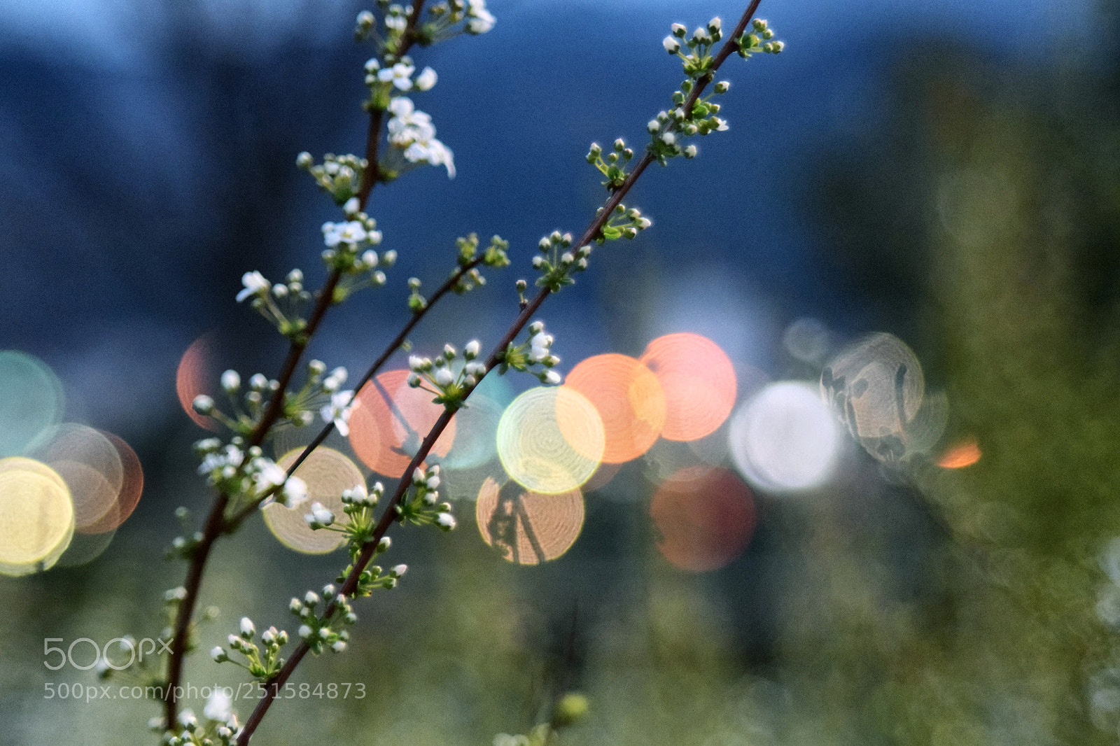 Nikon D5300 sample photo. You look like spring. photography