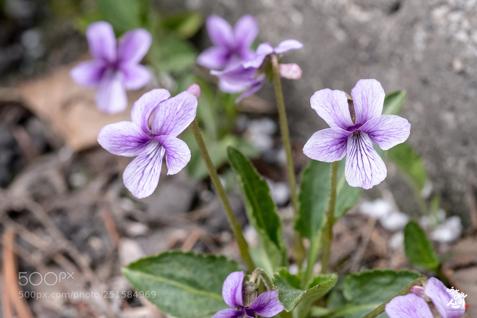 Fujifilm X-T2 sample photo. Viola mandshurica photography