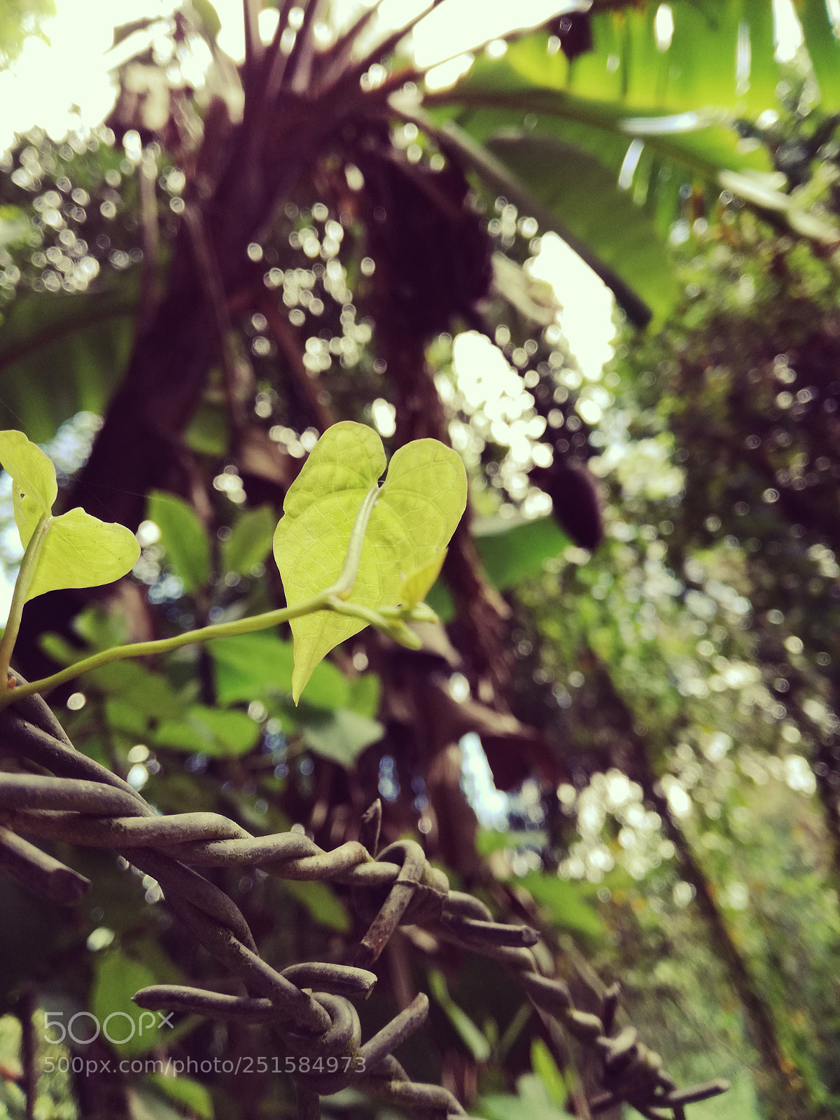 HUAWEI P9 LITE sample photo. Untitled photography
