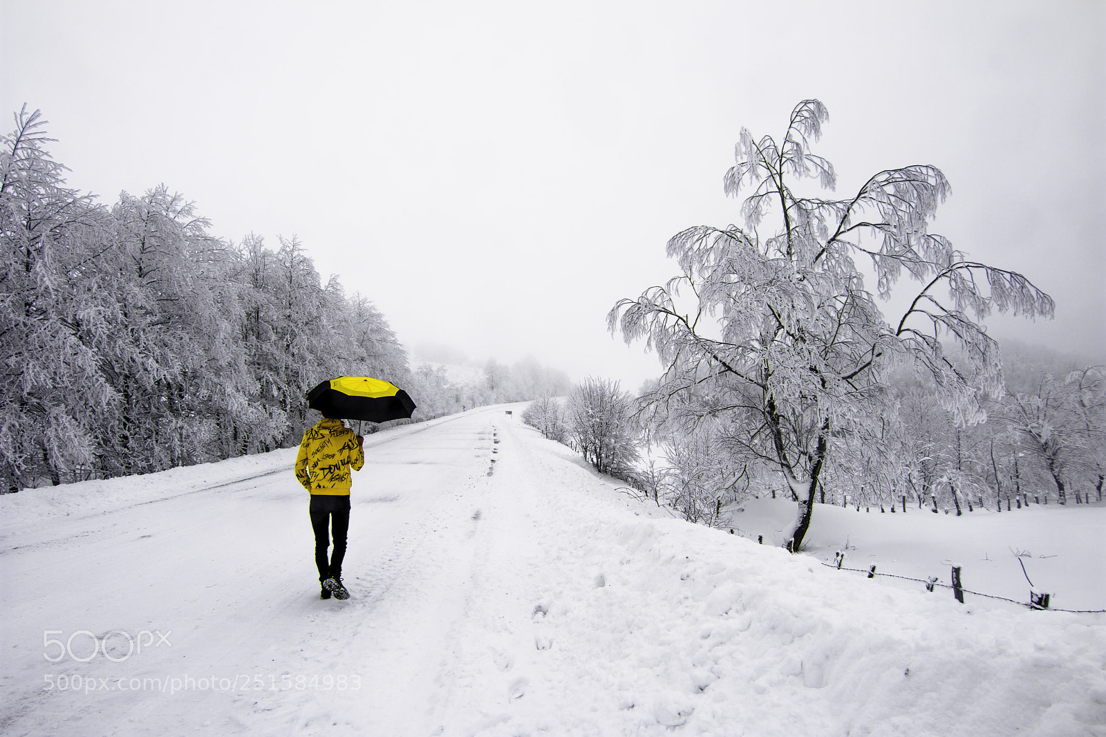 Nikon D7200 sample photo. Yellow photography