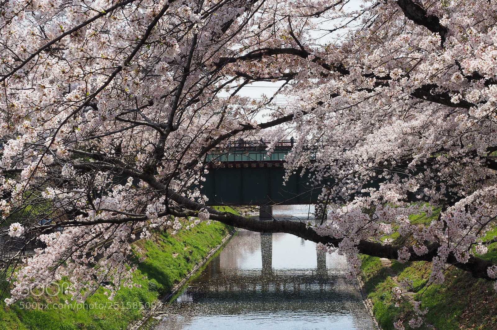 Olympus OM-D E-M10 II sample photo. Cherry blossoms-1 photography
