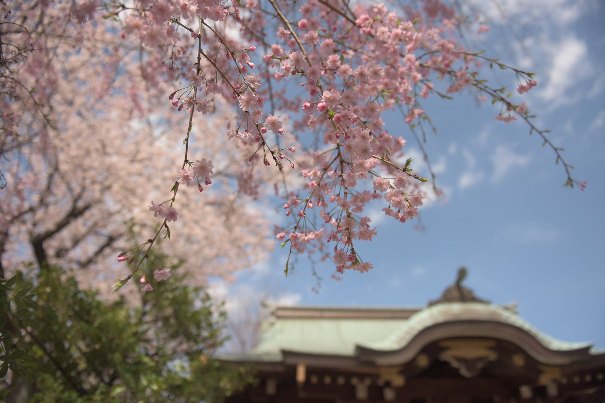 Nikon AF-S Nikkor 24-70mm F2.8G ED sample photo. Sakura photography