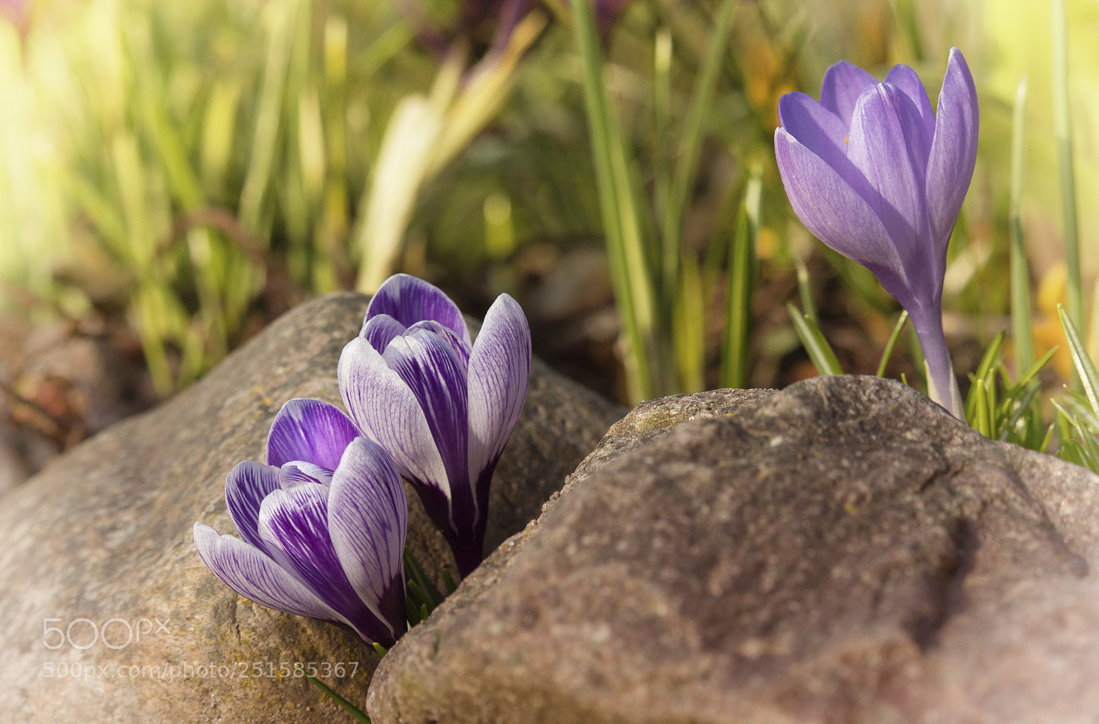 Canon EOS 700D (EOS Rebel T5i / EOS Kiss X7i) sample photo. Krokus photography