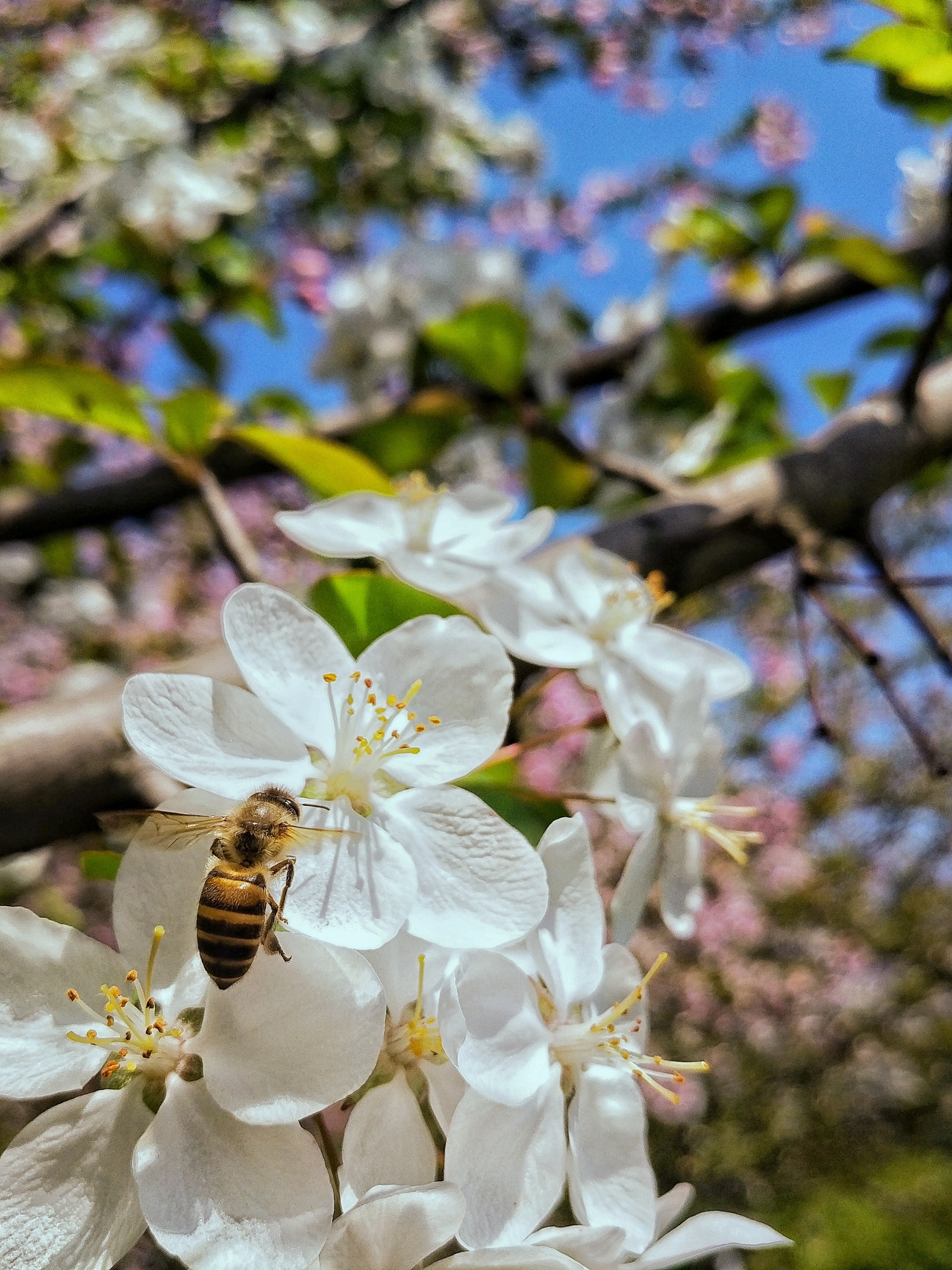 vivo X7PLUS sample photo. 2018.3.30 photography