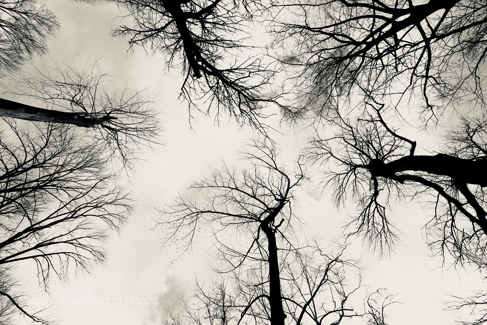 Canon EOS M6 sample photo. Trees looking down photography