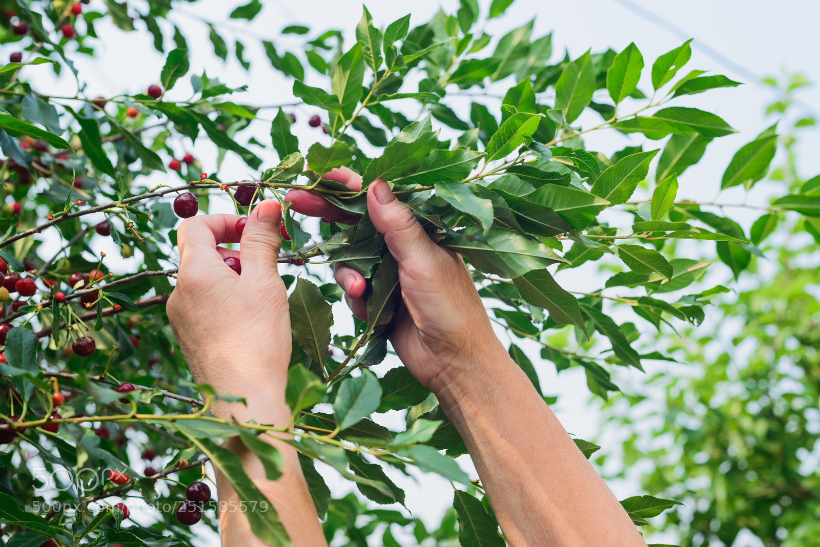 Nikon D600 sample photo. Cherry harvesting by a photography