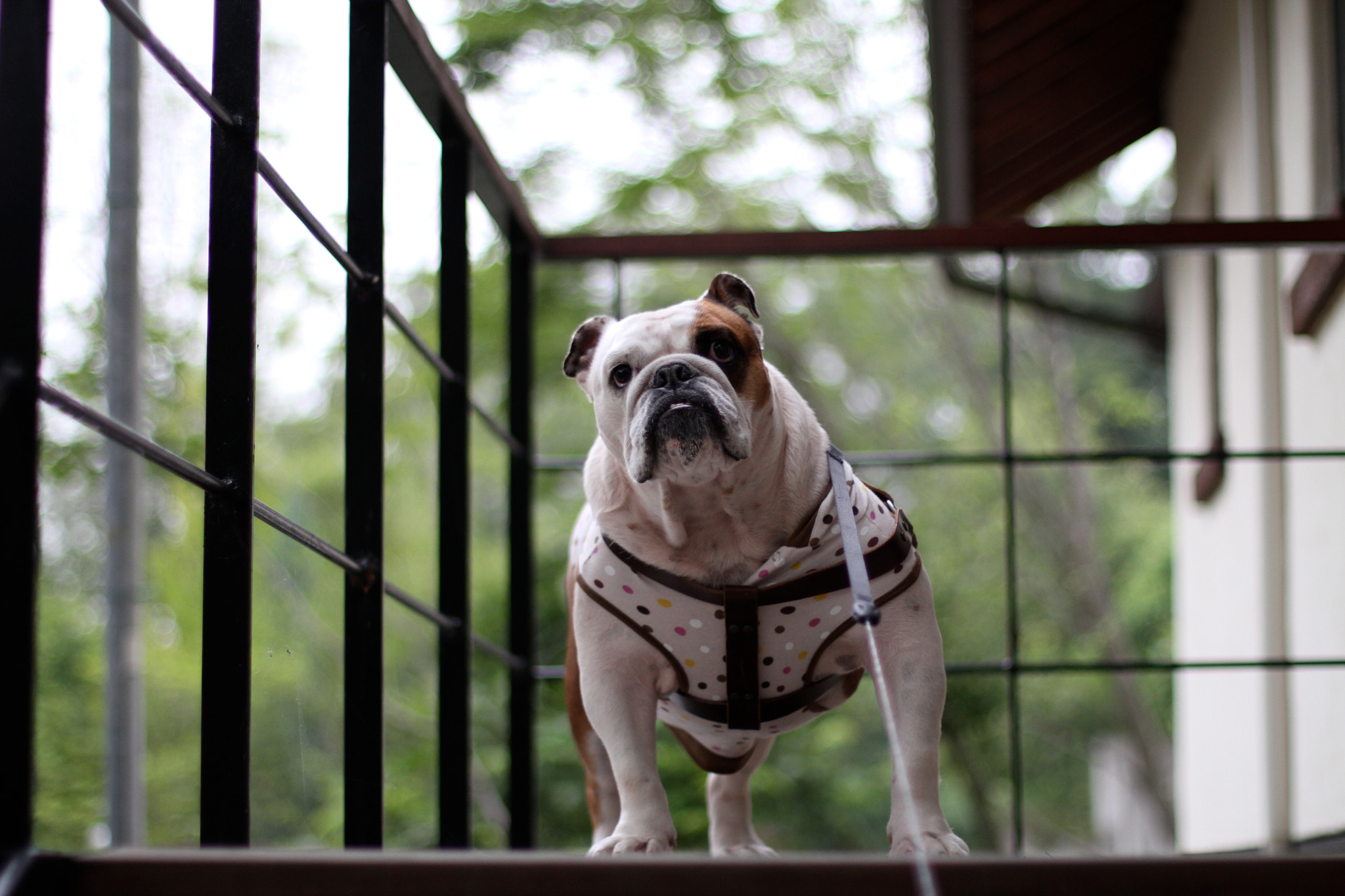 Canon EOS 7D + Canon EF 50mm F1.4 USM sample photo. Fufu photography