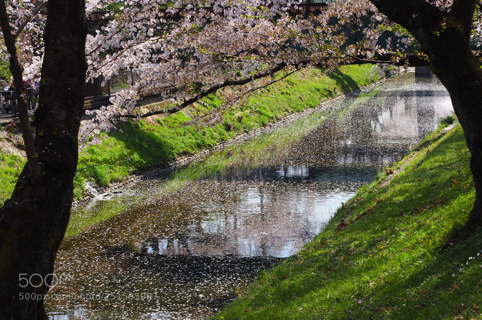 Olympus OM-D E-M10 II sample photo. Cherry blossom-2 photography