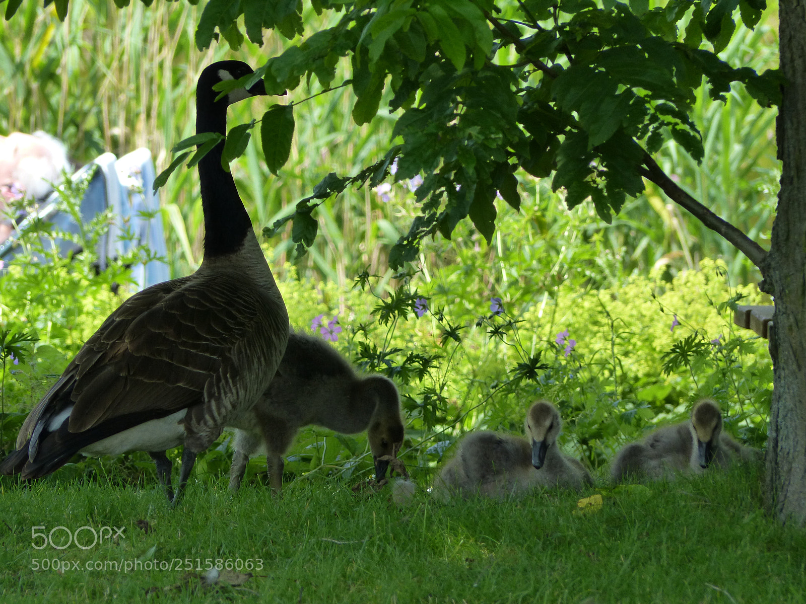 Panasonic Lumix DMC-FZ200 sample photo. Grugapark photography