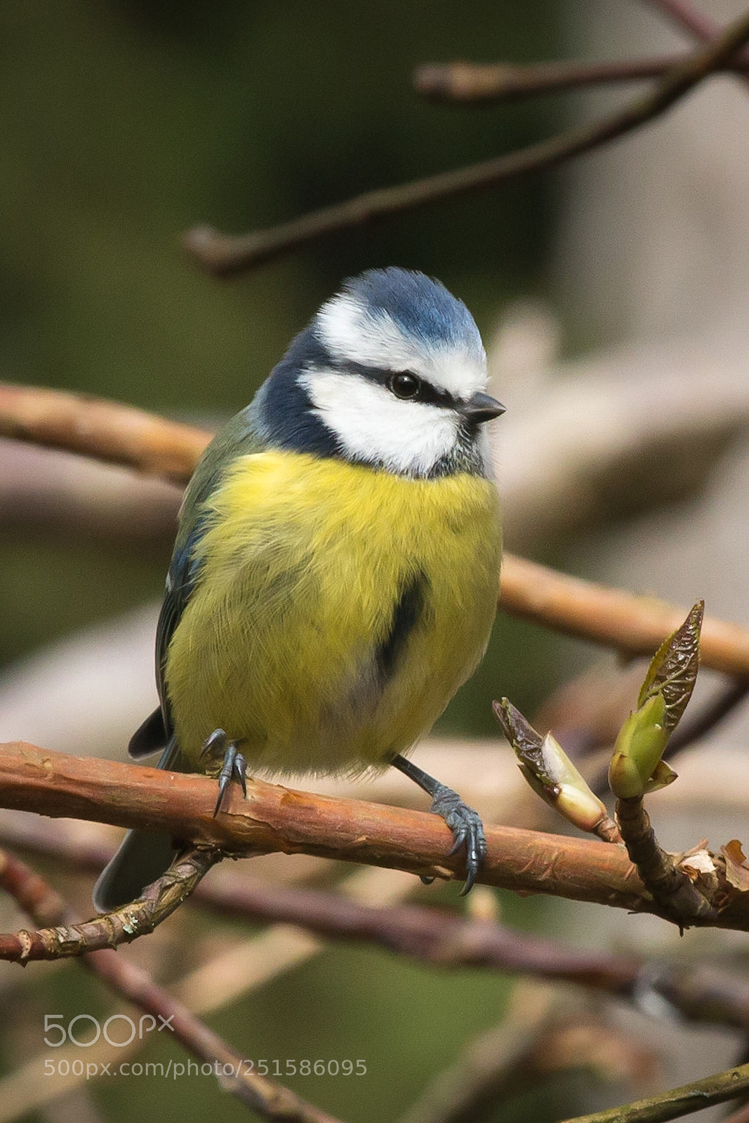 Canon EOS 70D sample photo. Blue tit photography
