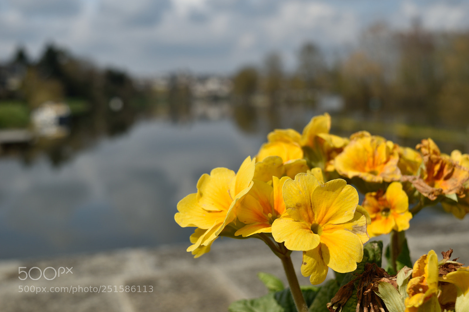 Nikon D5500 sample photo. Yellow flower photography