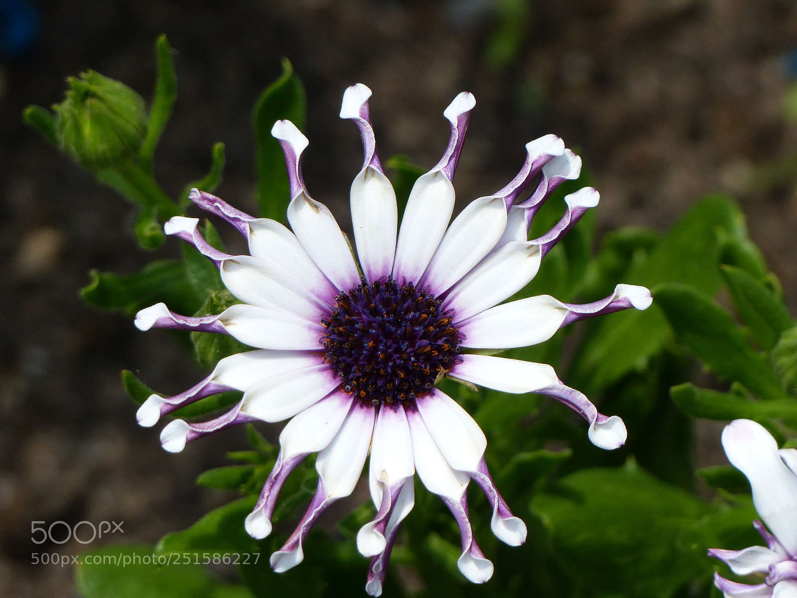 Panasonic Lumix DMC-FZ200 sample photo. Grugapark photography