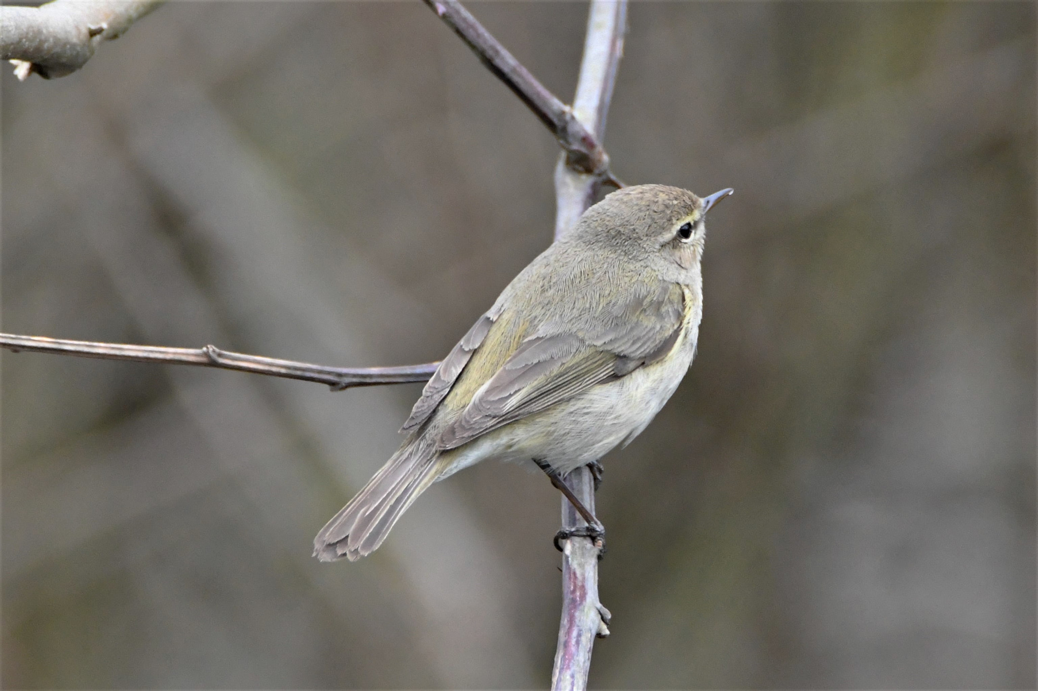 Nikon D7500 sample photo. Little unknown friend photography