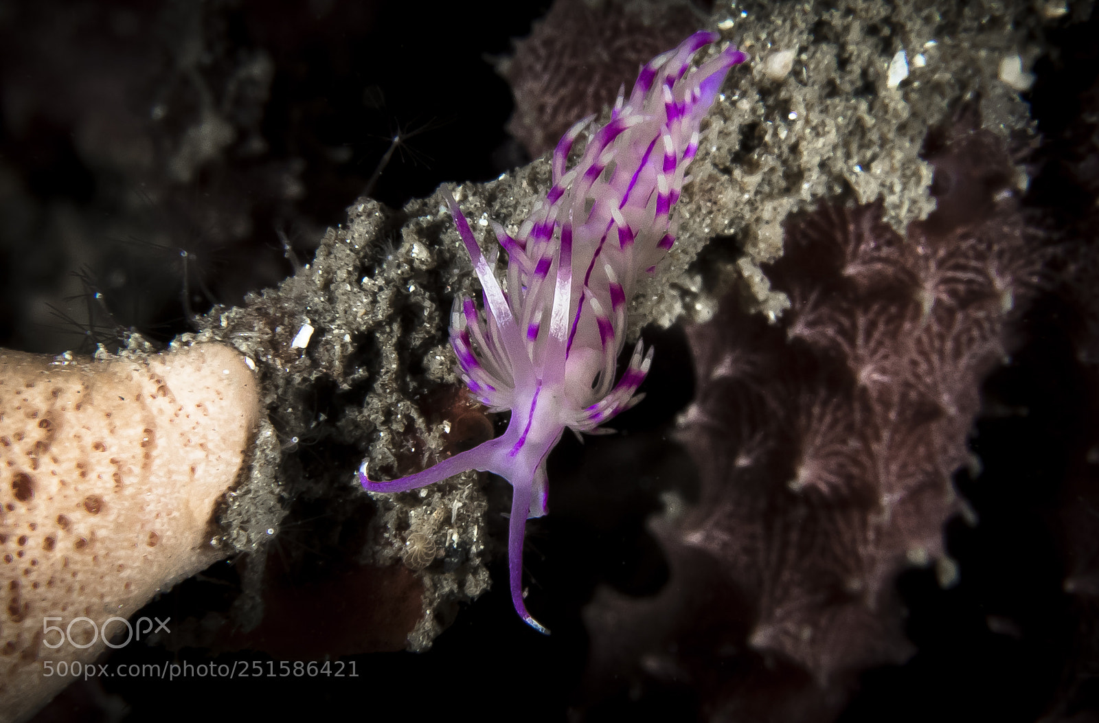 Canon EOS 5D Mark IV sample photo. Flabellina photography