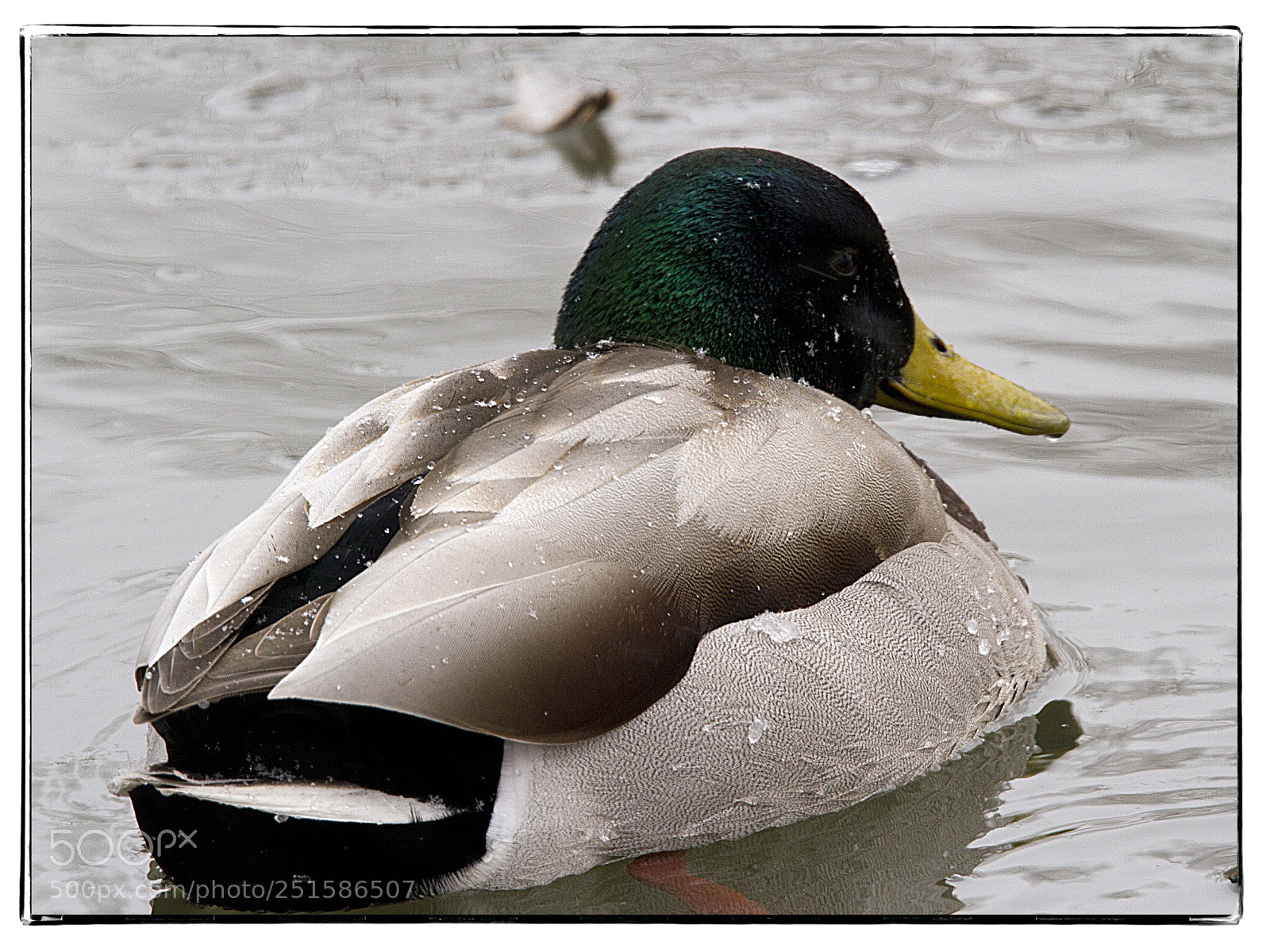 Canon EOS 7D sample photo. Male mallard on a photography