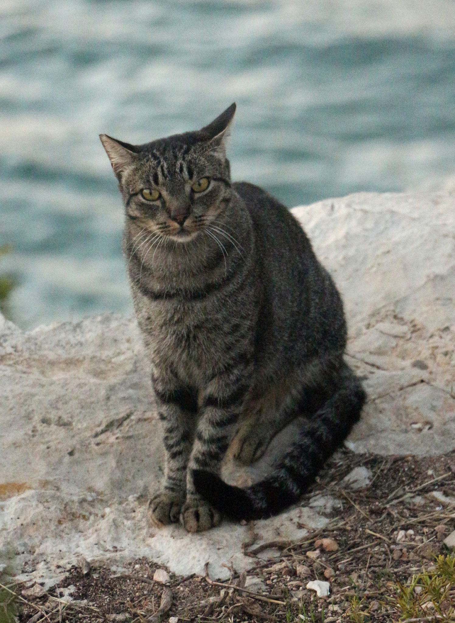 Canon EOS 650D (EOS Rebel T4i / EOS Kiss X6i) sample photo. Img photography