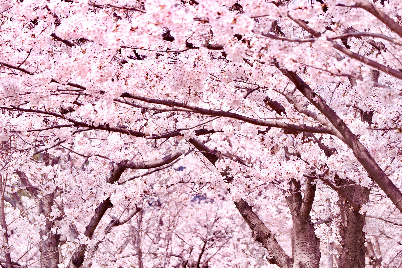 Canon EOS M5 sample photo. Full bloom photography