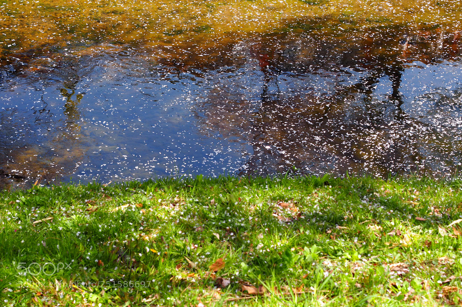 Olympus OM-D E-M10 II sample photo. Nature and colors river,grass photography