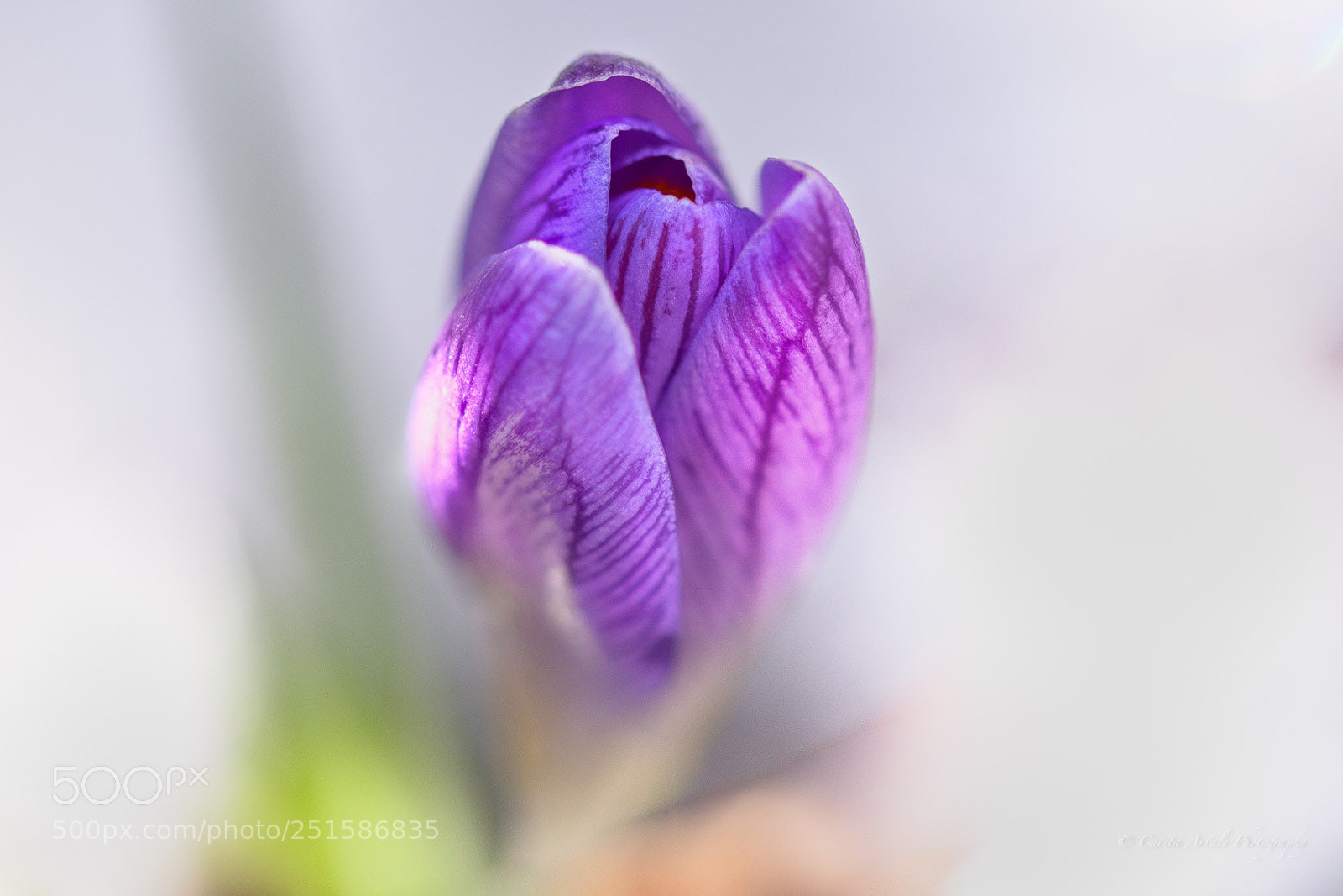 Nikon D500 sample photo. Violet crocus photography