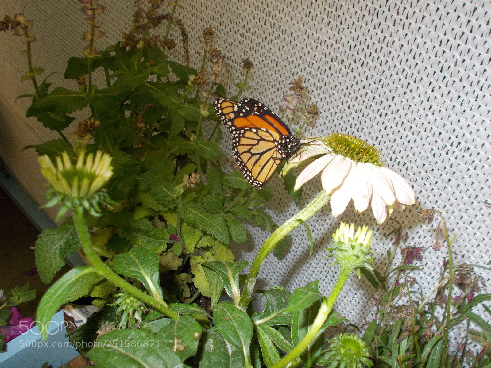 Nikon Coolpix L31 sample photo. A monarch butterfly photography
