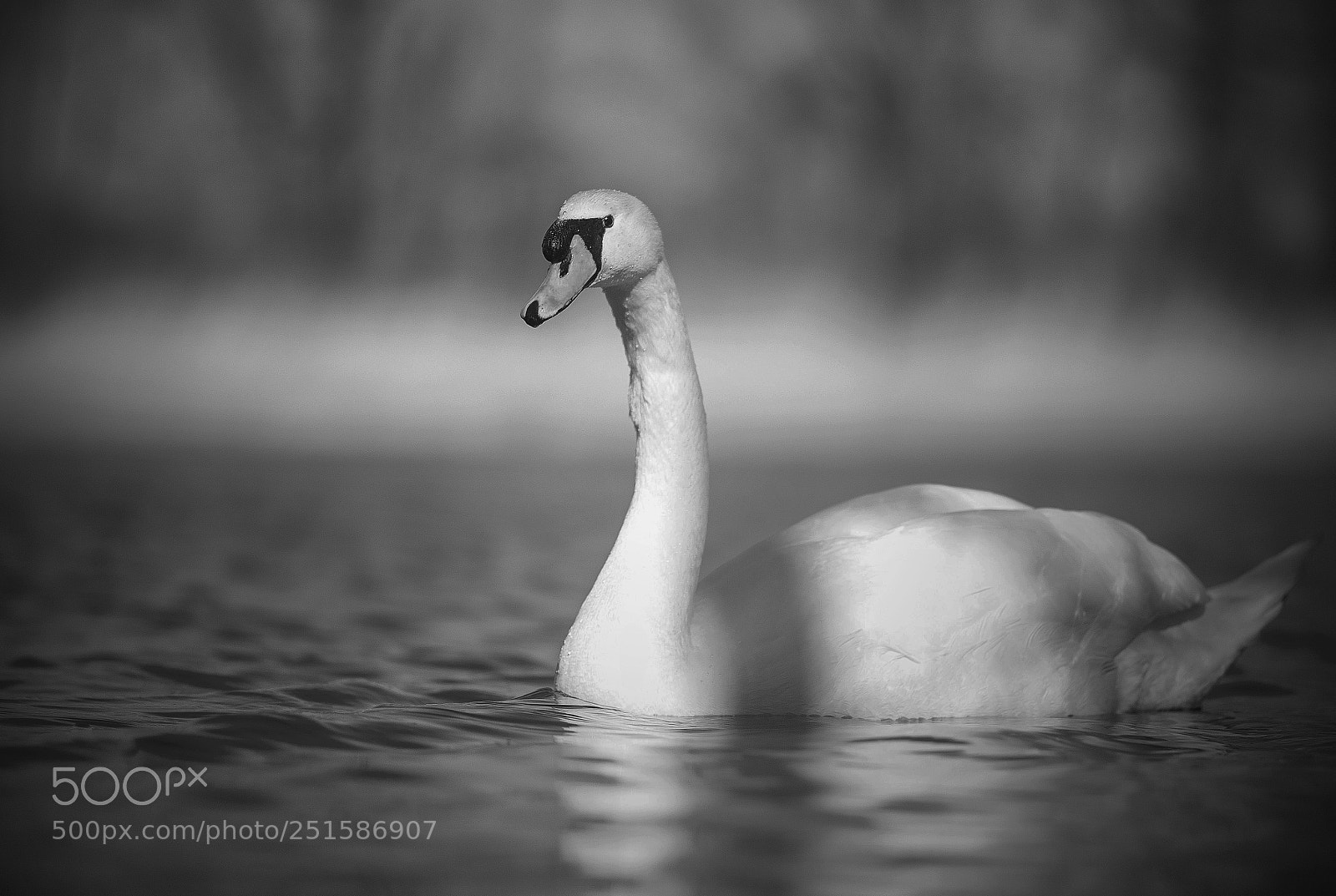 Nikon Df sample photo. Swan photography