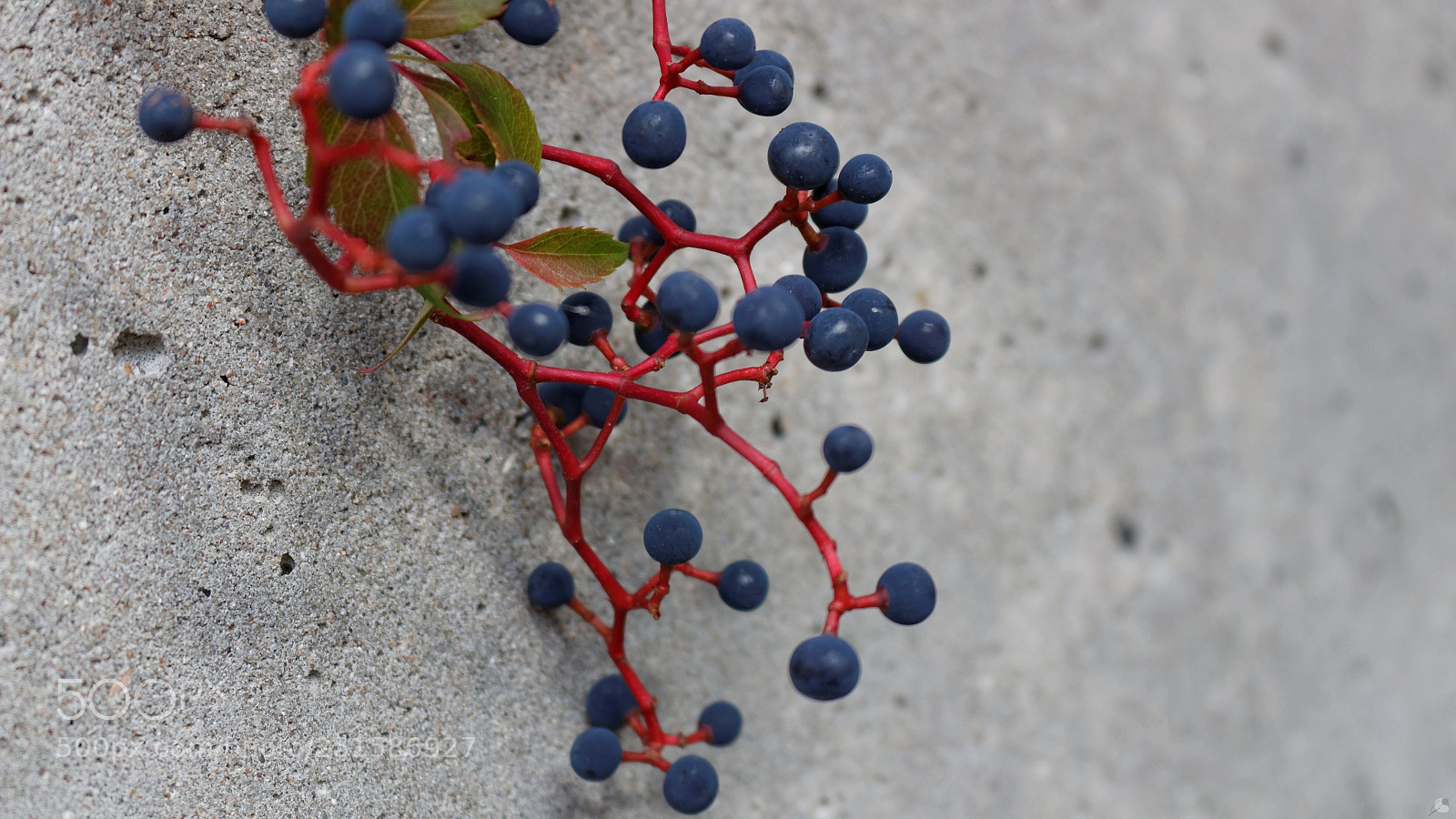 Canon EOS 700D (EOS Rebel T5i / EOS Kiss X7i) sample photo. Blue berries photography
