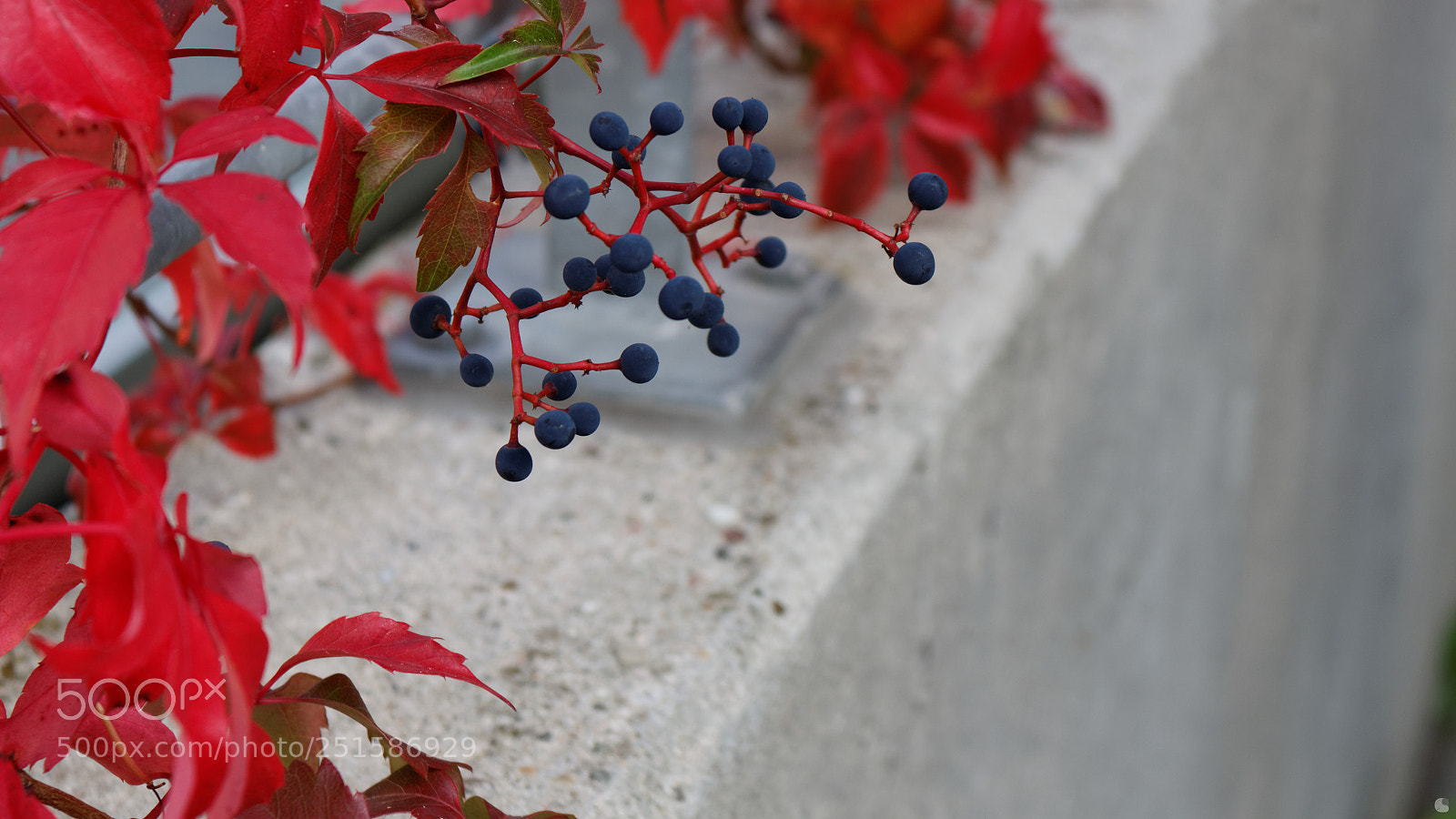 Canon EOS 700D (EOS Rebel T5i / EOS Kiss X7i) sample photo. Blue and red photography