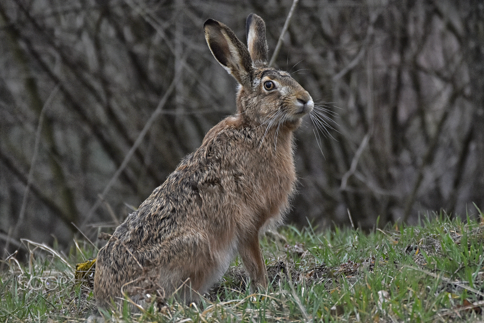 Nikon D7200 + Sigma 150-600mm F5-6.3 DG OS HSM | C sample photo. Zajíc photography