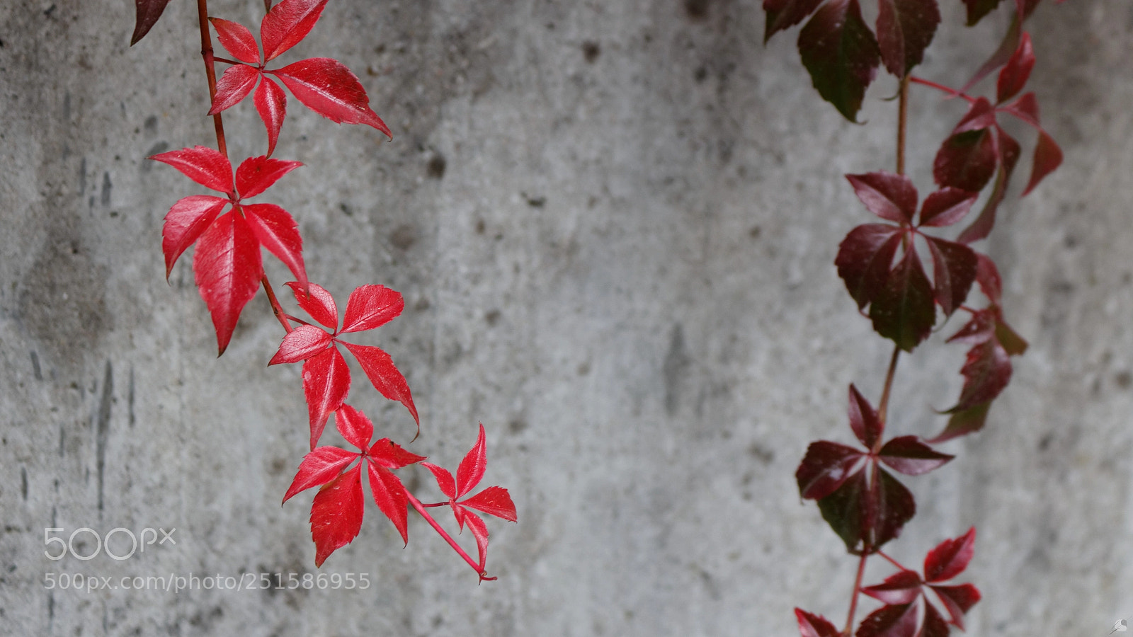 Canon EOS 700D (EOS Rebel T5i / EOS Kiss X7i) sample photo. Red and red photography