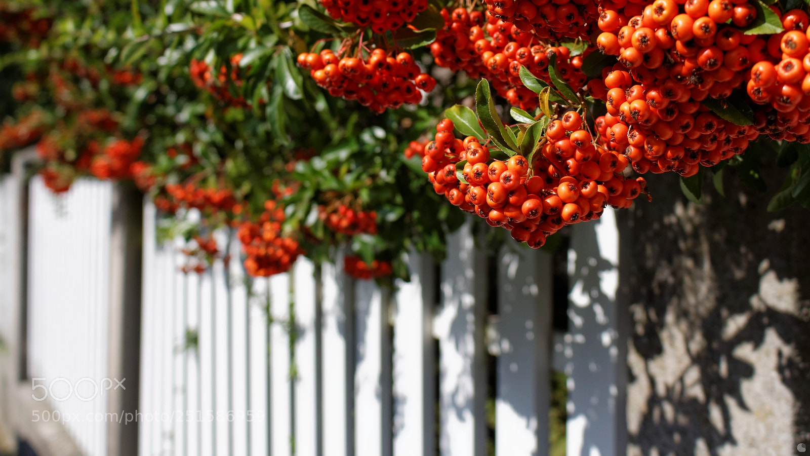 Canon EOS 700D (EOS Rebel T5i / EOS Kiss X7i) sample photo. Vogelbeeren photography