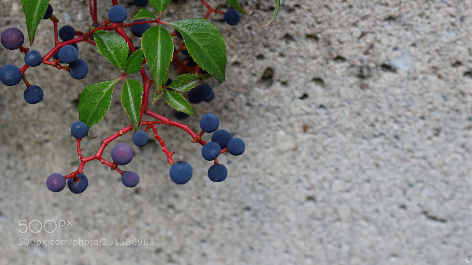 Canon EOS 700D (EOS Rebel T5i / EOS Kiss X7i) sample photo. Berry beton photography