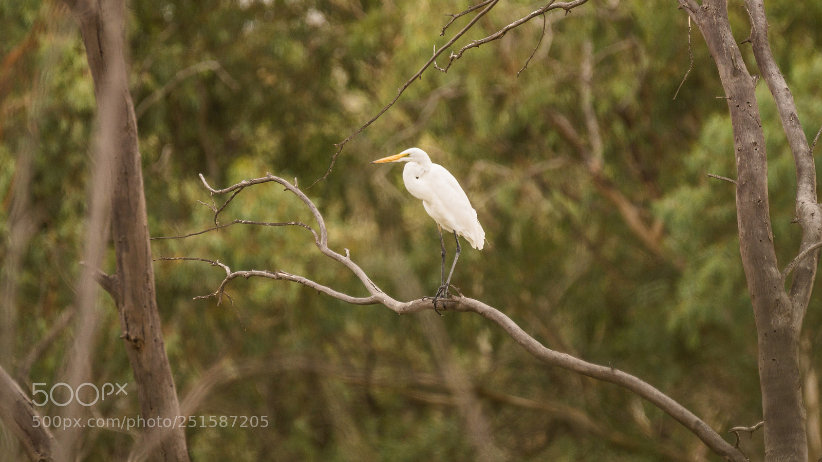 Sony SLT-A77 sample photo. Great egret (ardea alba) photography