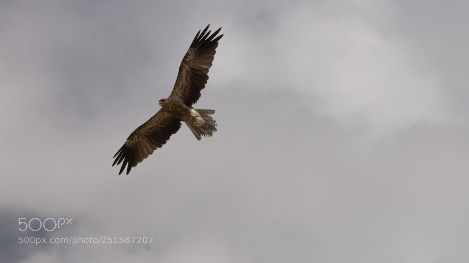 Sony SLT-A77 sample photo. Whistling kite (haliastur sphenurus) photography