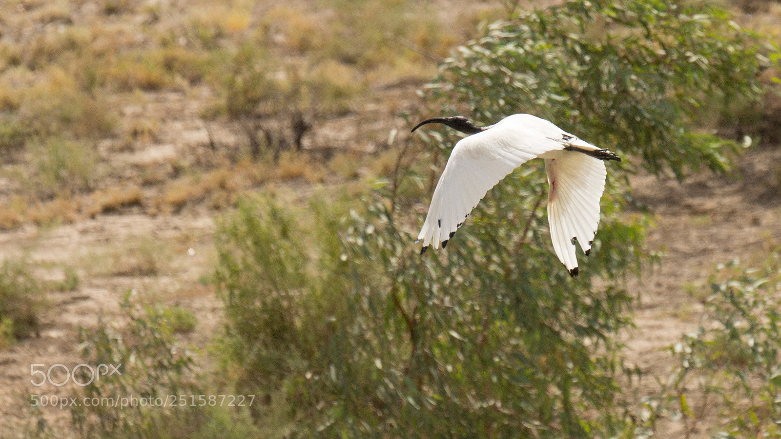 Sony SLT-A77 sample photo. Australian white ibis threskiornis photography