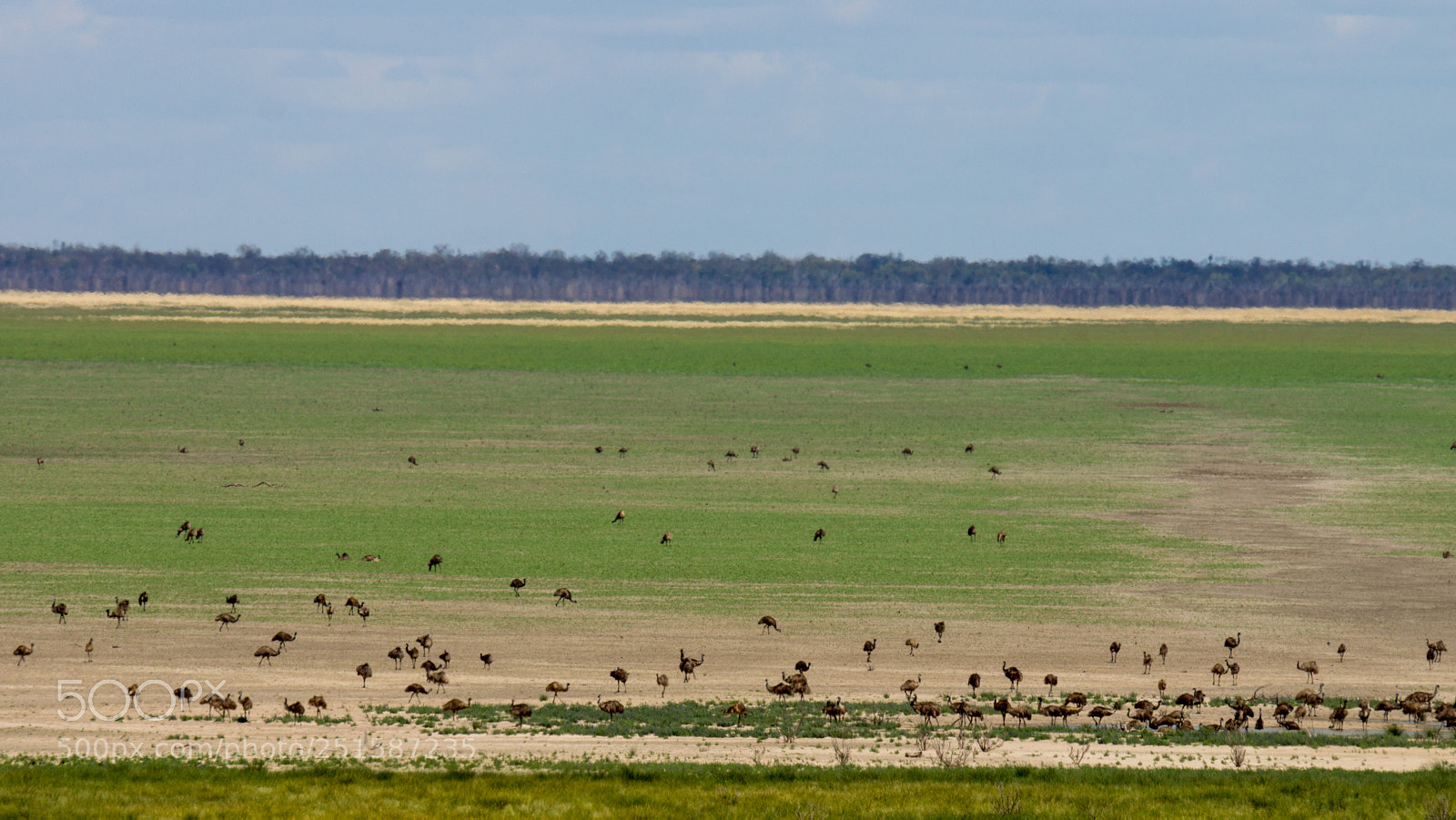 Sony SLT-A77 sample photo. Emus feeding on lake photography
