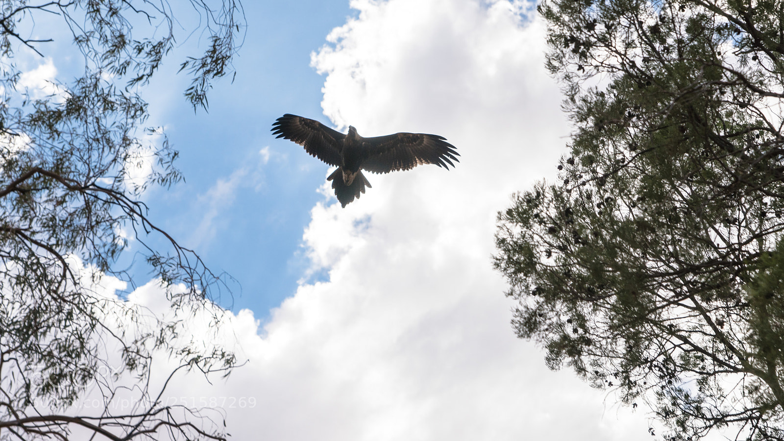 Sony a6300 sample photo. Wedge-tailed eagle (aquila audax) photography