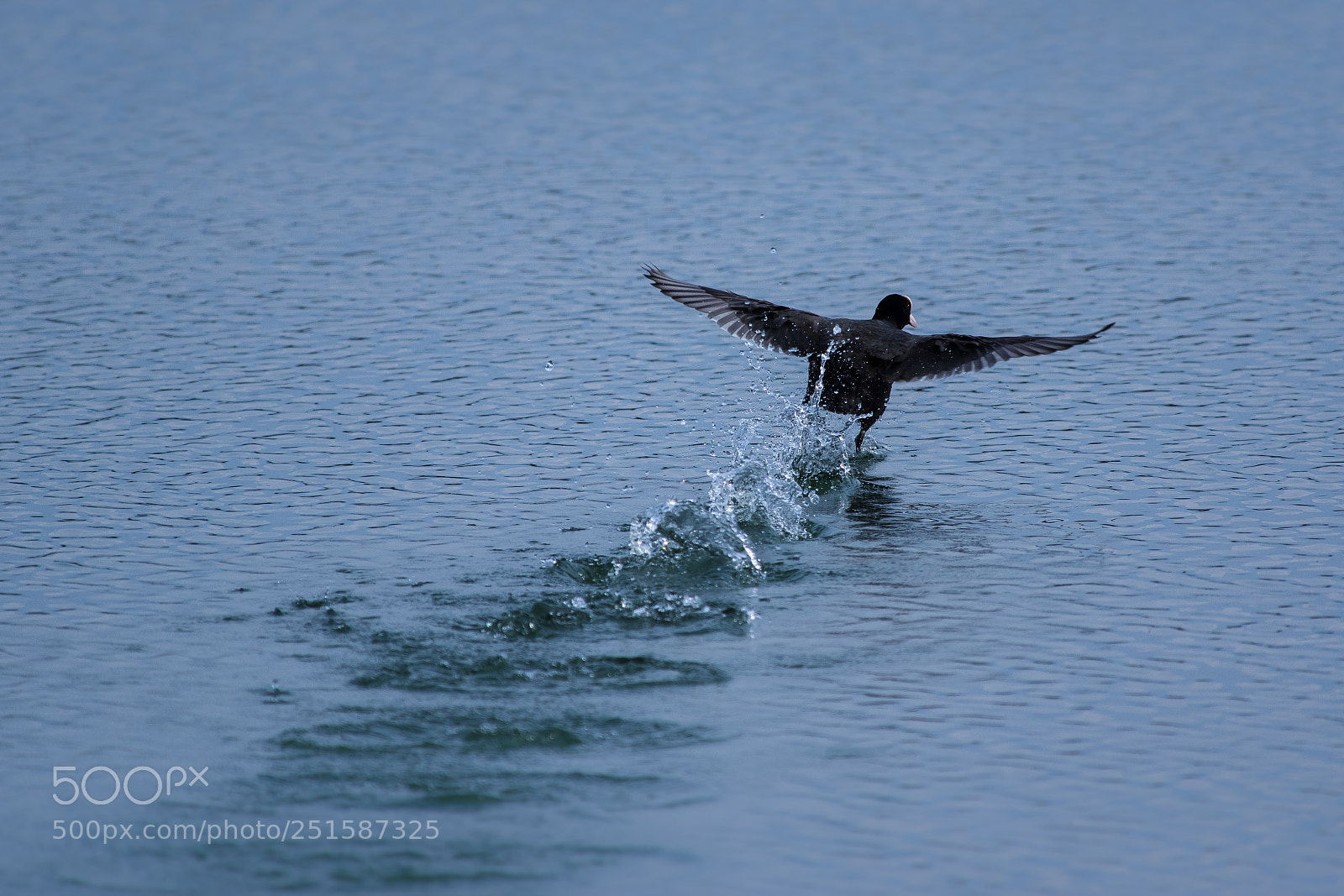 Pentax K-3 II sample photo. Blässhuhn / coot photography