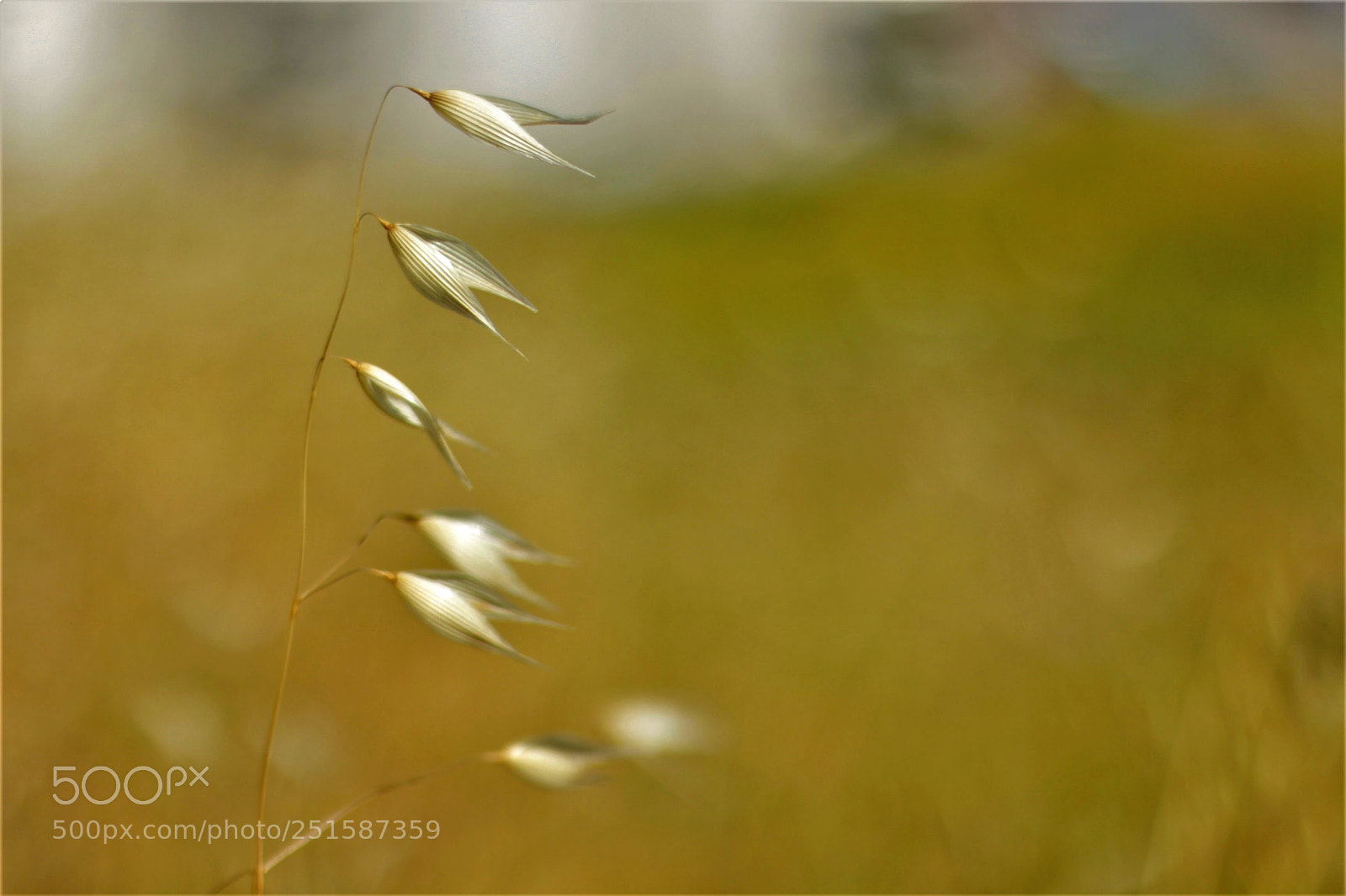 Canon EOS 700D (EOS Rebel T5i / EOS Kiss X7i) sample photo. Field in spring photography